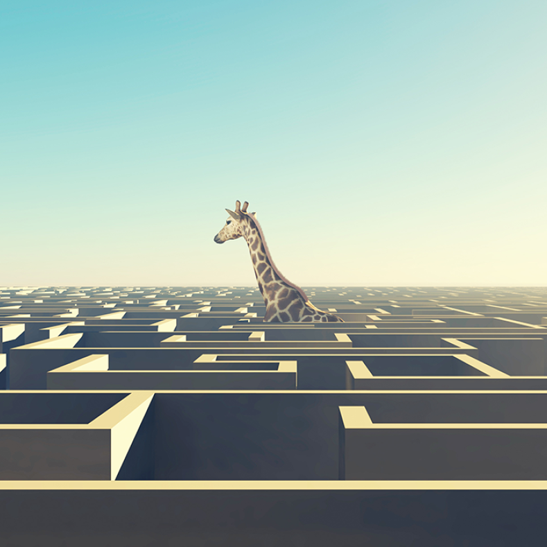 Giraffe in einem Labyrinth