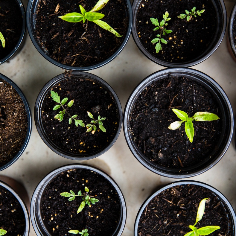 Green plants in pots